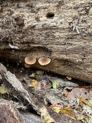 Pluteus romellii