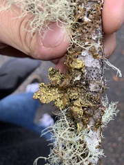 Pseudocyphellaria citrina