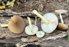 Pluteus romellii