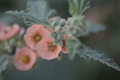 Sphaeralcea bonariensis
