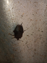 Carpocorini