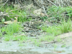 Lymnocryptes minimus