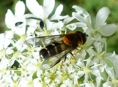 Leucozona glaucia
