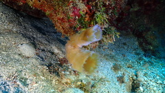 Callyspongia plicifera
