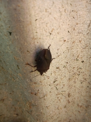 Carpocorini