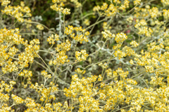 Helichrysum petiolare