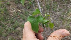 Dioscorea cotinifolia