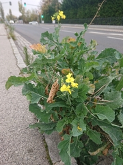 Brassica napus