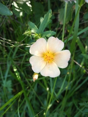 Modiolastrum malvifolium