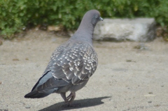 Patagioenas maculosa