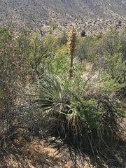 Puya