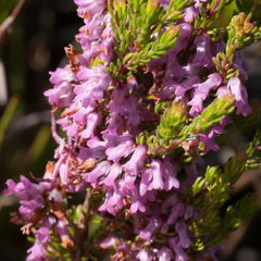 Erica intervallaris