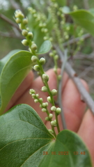Dioscorea cotinifolia