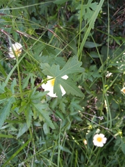 Modiolastrum malvifolium