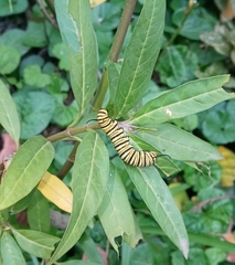 Danaus erippus
