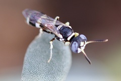 Philanthus coarctatus