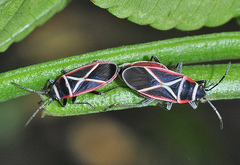 Ochrostomus pulchellus
