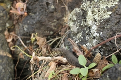 Crotalus molossus nigrescens
