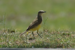 Machetornis rixosa