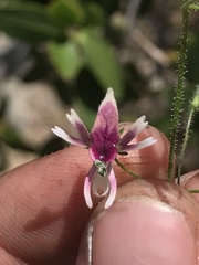 Schizanthus parvulus