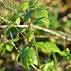 Chaerophyllum aromaticum