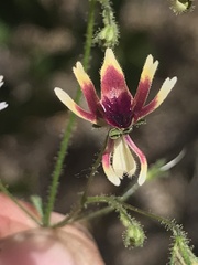 Schizanthus parvulus