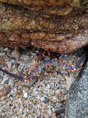 Panulirus inflatus