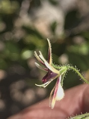 Schizanthus parvulus