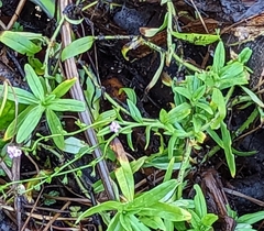 Myosotis scorpioides