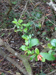 Burchellia bubalina