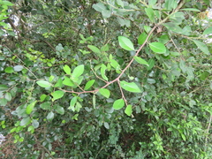 Apodytes dimidiata dimidiata