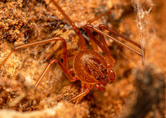 Scytodes elizabethae