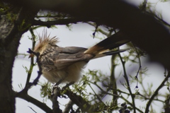Guira guira