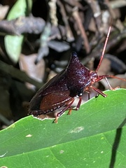 Peromatus