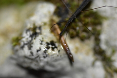 Hydrometra stagnorum