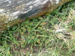 Blechnum penna-marina