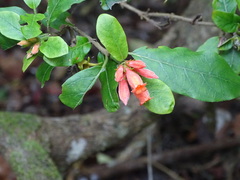Burchellia bubalina