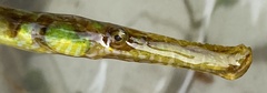 Syngnathus typhle