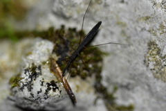 Hydrometra stagnorum