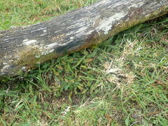 Blechnum penna-marina