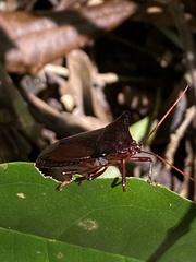Peromatus