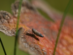 Deltocephalus pulicaris