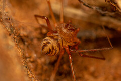 Scytodes elizabethae