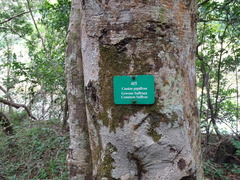 Elaeodendron croceum