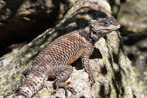 Crevice Spiny Lizard