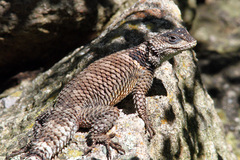 Crevice Spiny Lizard photo 4