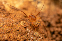 Scytodes elizabethae