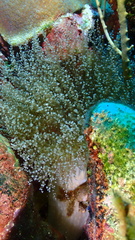 Laviactis lucida