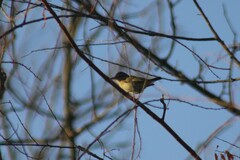 Vireo gilvus