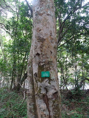 Elaeodendron croceum